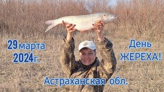 День ЖЕРЕХА/ Рыбалка в  Астраханской области 29.03.24г./ Бешеный клёв жереха-мы в шоке!