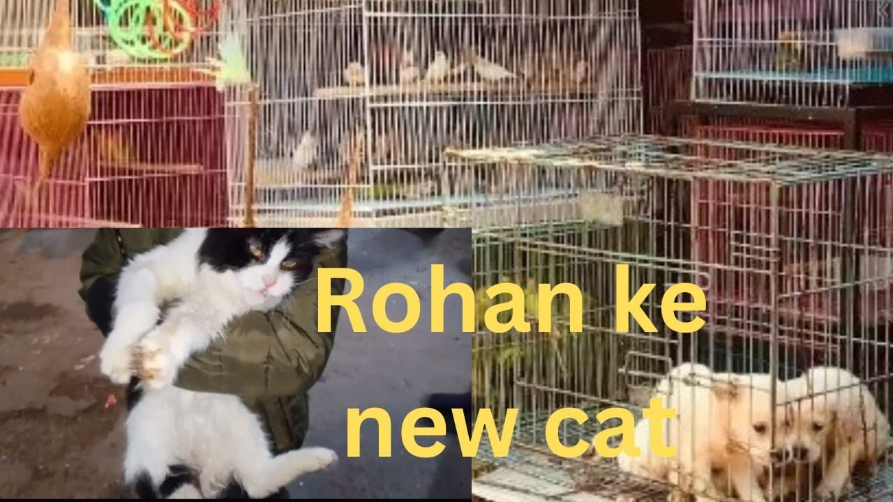 Rohan ke new cat  Wow