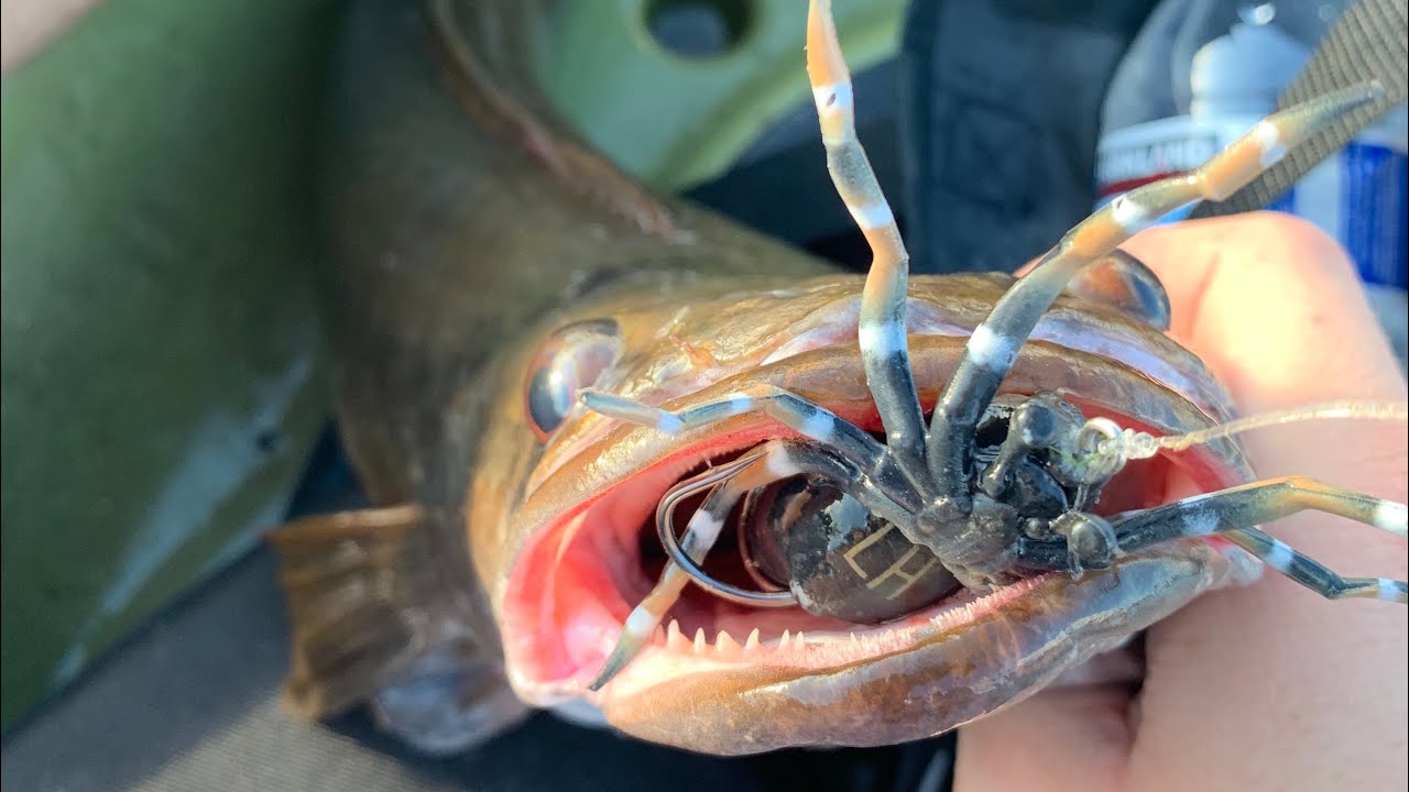 Lunkerhunt’s topwater SPIDER! Does it really work??