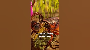 Grounded 2 | The Cockroach