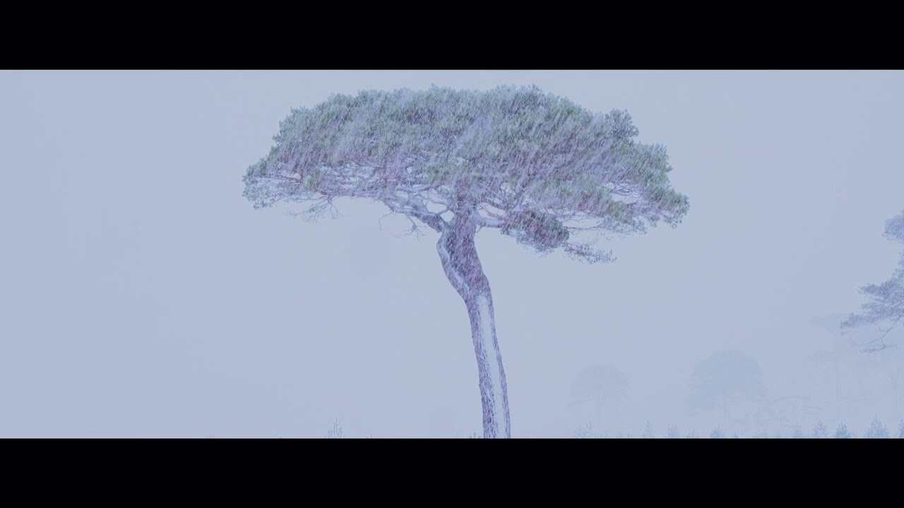 在 YouTube 上观看 Tree Too 在 YouTube 上观看 Tree Too