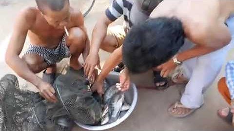 CÂU CÁ THIÊN NHIÊN||CÂU CÁ RÔ PHI VỀ CHO CẢ XÓM ĂN||MINH ĐỨC MT||