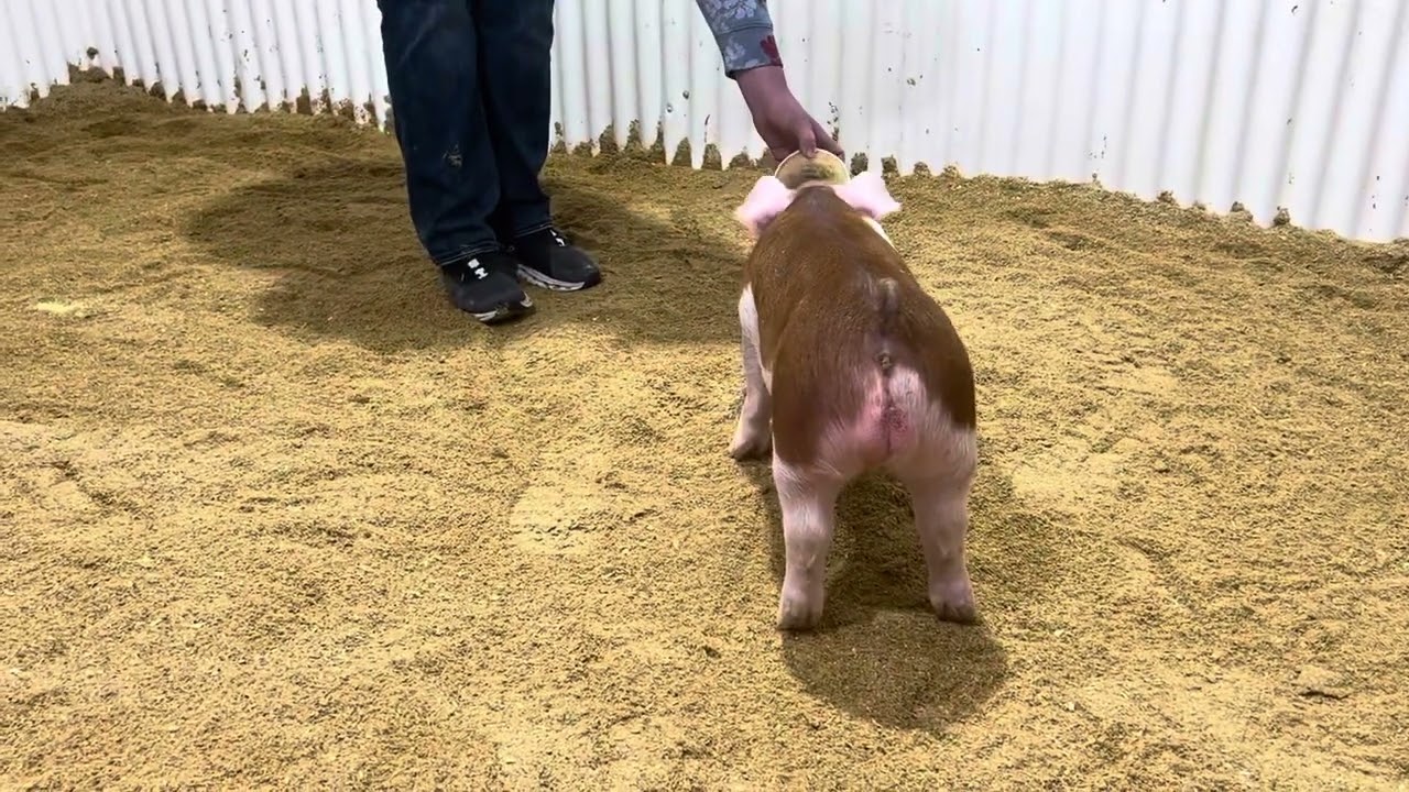 Alexander Showpigs 12-3