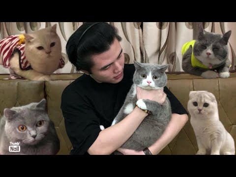 Video: Những điều Bạn Cần Biết Trước Khi Mang Mèo Sphynx Về Nhà