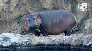 What to Expect with Fiona, Fritz and Bibi as the Hippo Family Gets Together  Cincinnati Zoo