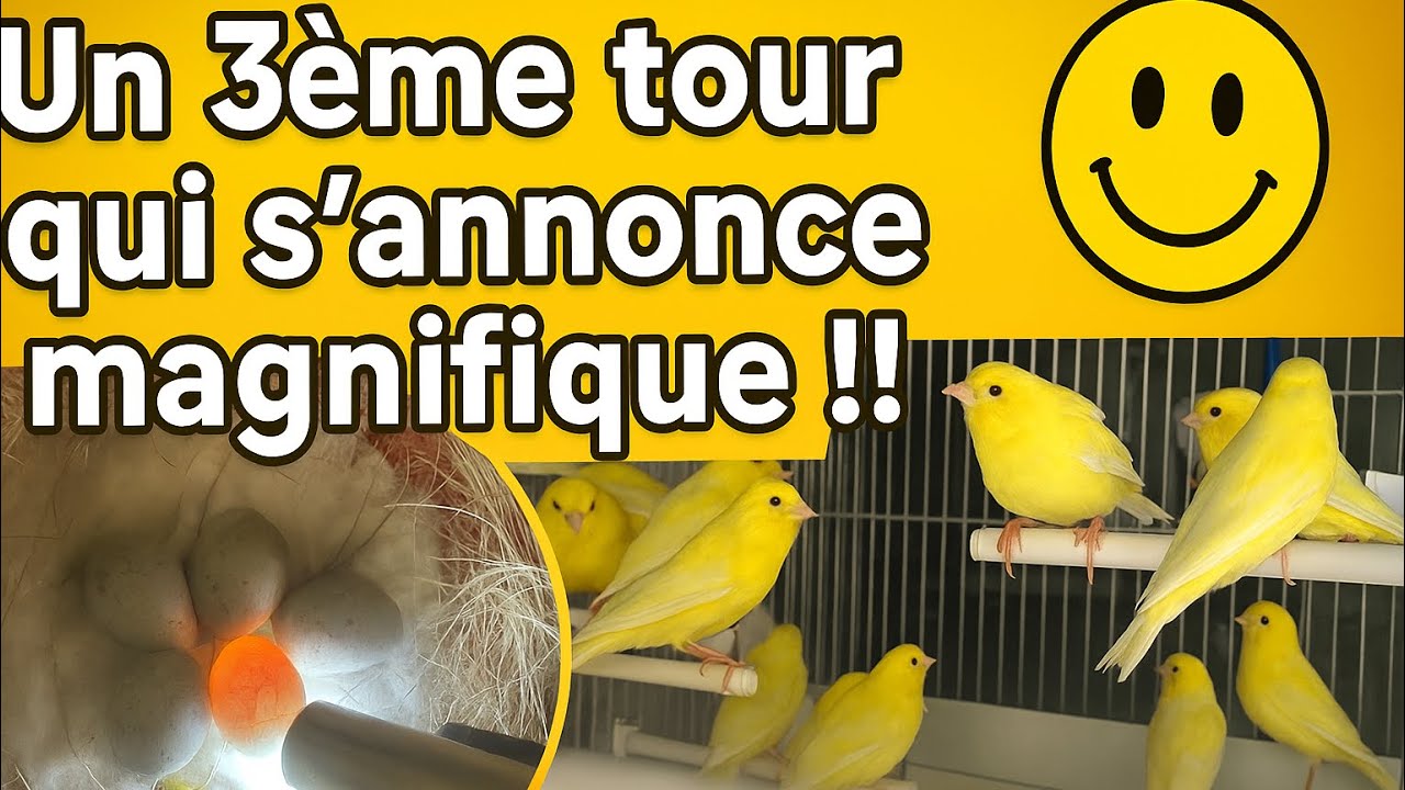 Suivi d’élevage, Nº7 🤩 un troisième tour qui s’annonce magnifique !!