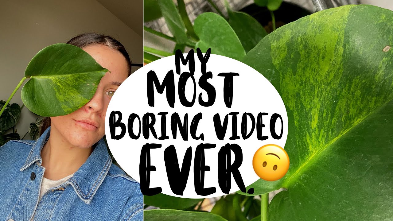 I Found A Variegated Monstera at Lowe's! | My Big Box Store V. Monstera  Plant!