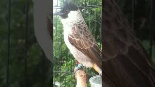 Download Lagu kutilang isian yang sangat istimewah.. #shorts MP3