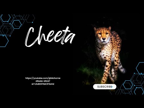 عالم الفهود عالم الجمال معلومات عامة الفهد الأسمر