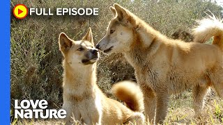 How Much of a Dog is a Dingo? | Secrets of Wild Australia Ep102