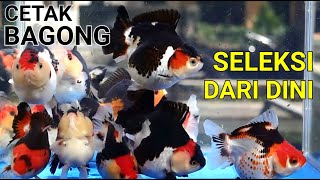 CARA SORTIR ORANDA CALON BAGONG