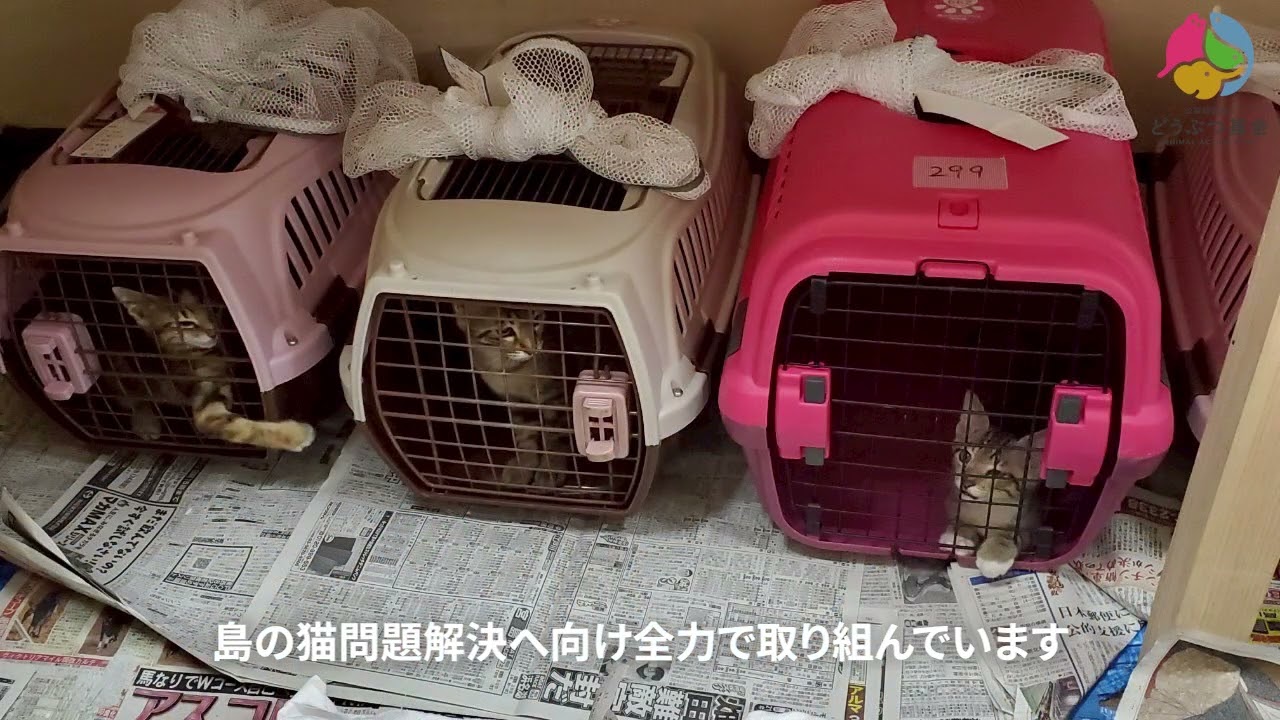 さくらねこの日キャンペーン2025 – どうぶつ基金