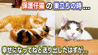 保護仔猫の巣立ちの時...幸せへの一歩を踏み出したはずが...