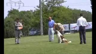 Schutzhund Moscow Sentry dog ipo1/C Московская сторожевая , Moscow Watchdog Schutzhund Moscow Sentry dog ipo1/C Московская сторожевая , Moscow Watchdog