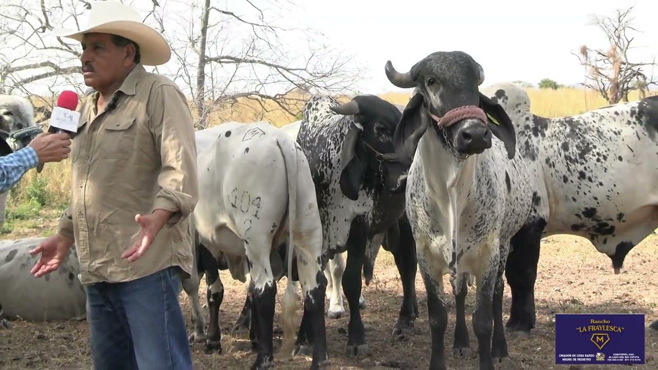 SARDO NEGRO RENTABLE; NO ES SOLO EXPONER Y JUZGAR, SINO OFERTAR INDICADORES; GANADERIA LA FRAYLESCA.