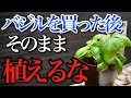 【バジル】買った後に収穫量を2倍以上に増やす小技を教えます