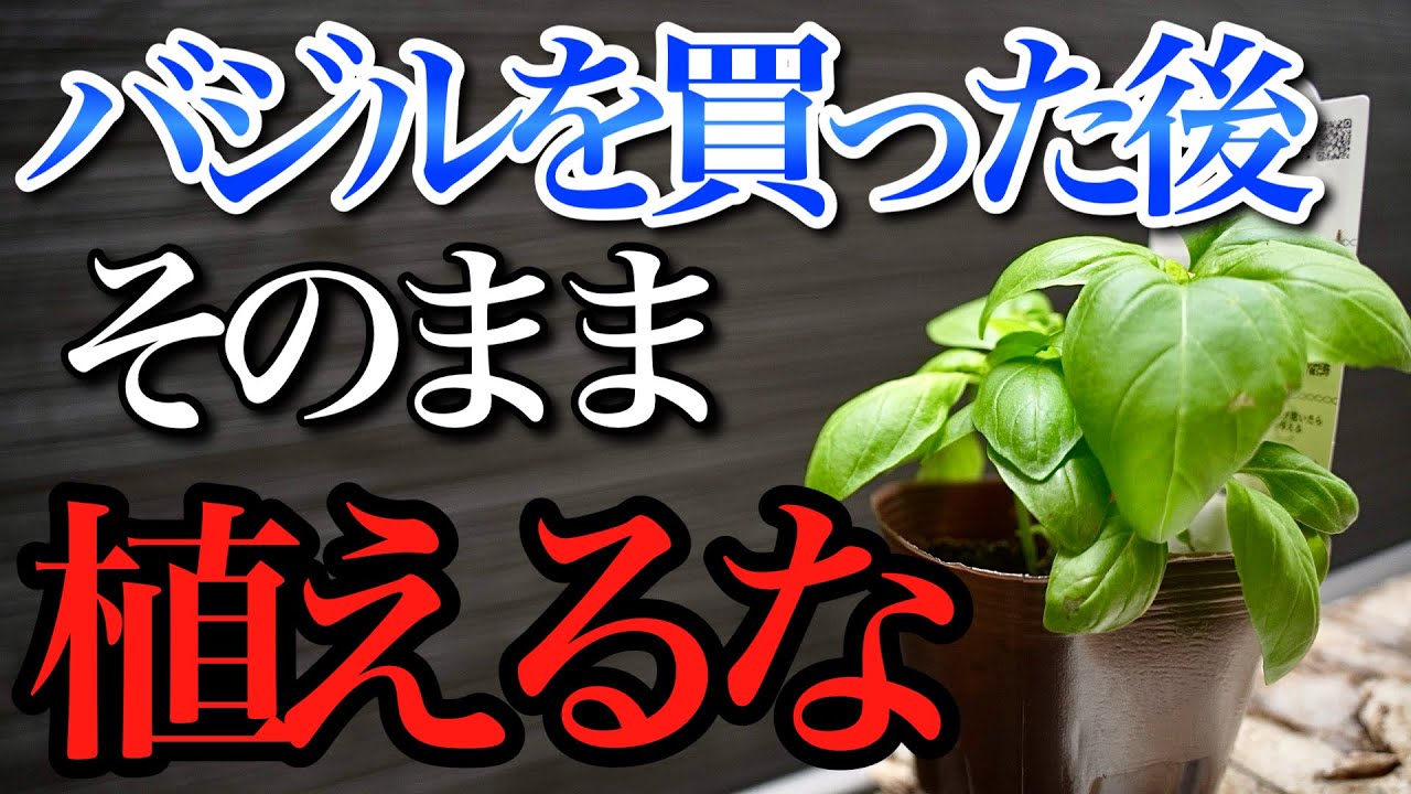 Basil] I'll teach you a little trick to more than double your
