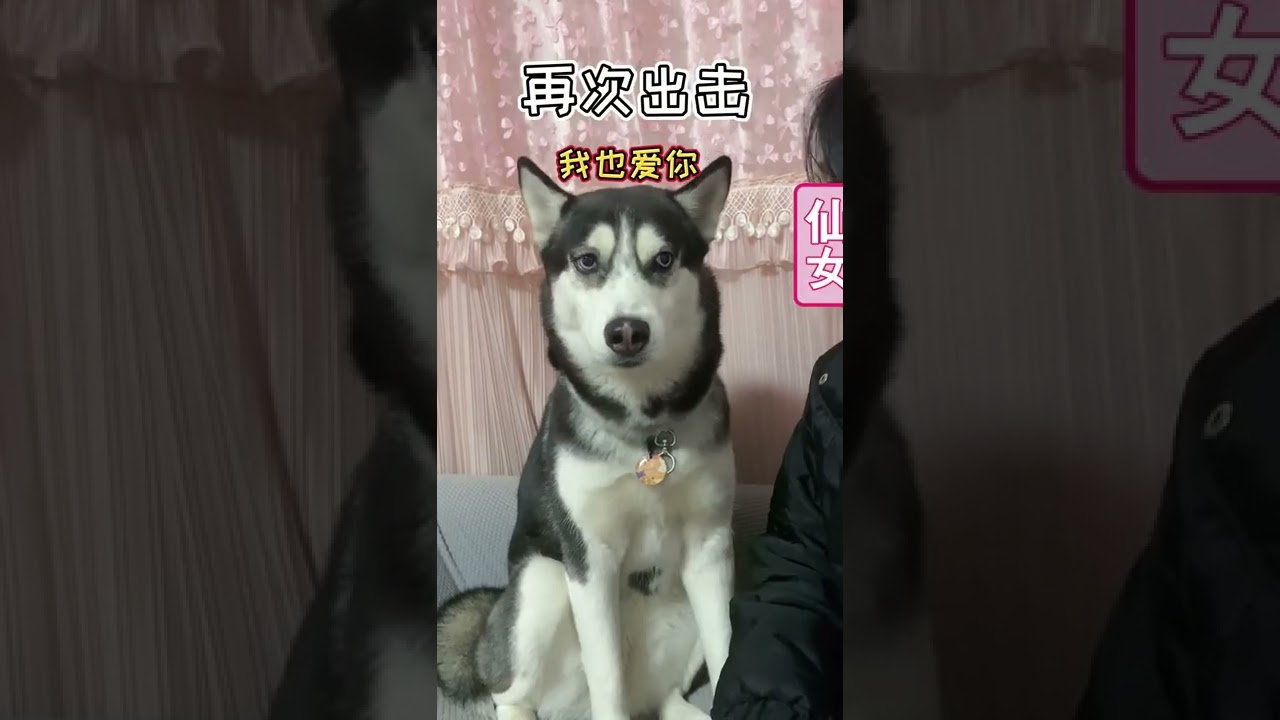 Dogs With Police Compilation video 