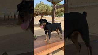 Hes Mine Jagdterrier