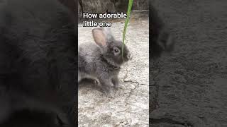 #bunny
