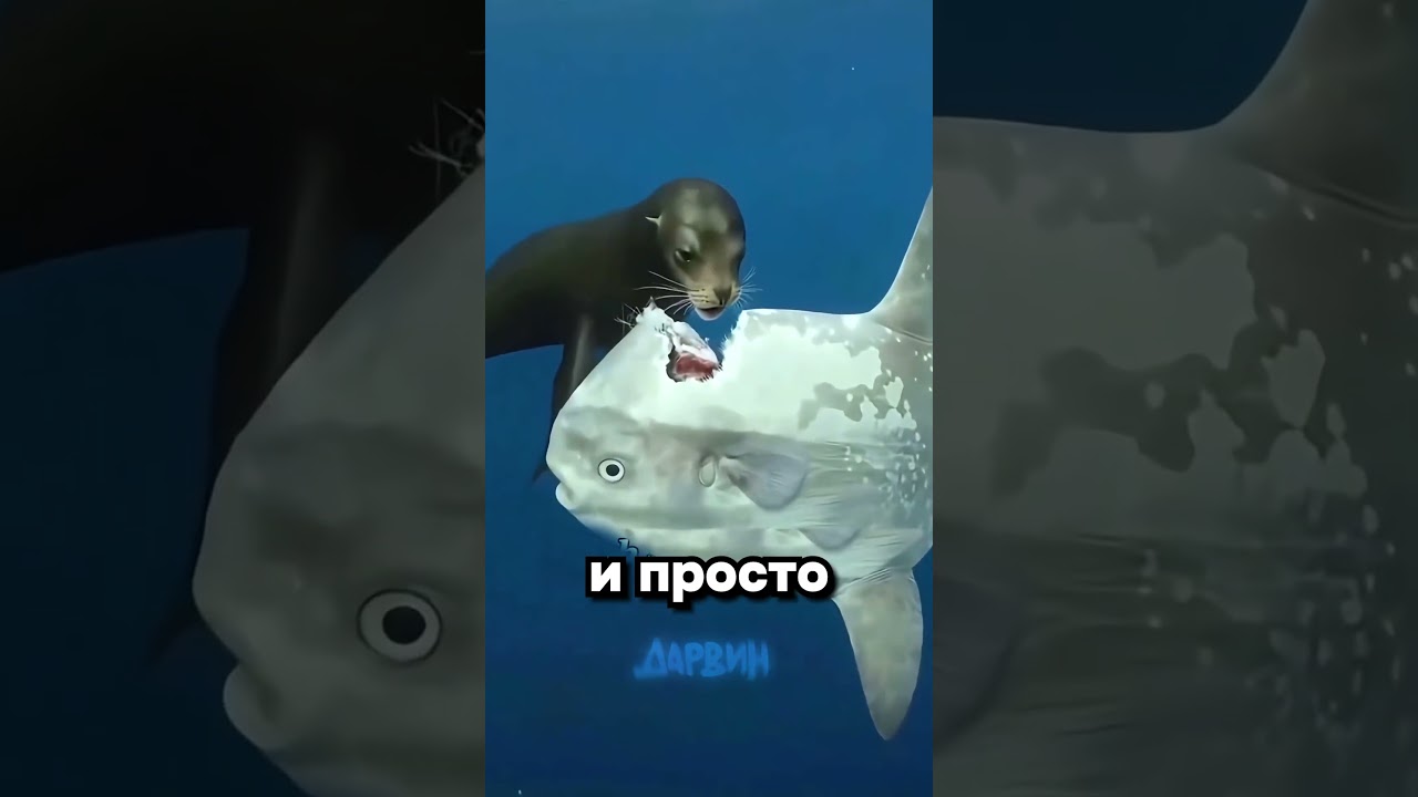 Ну буквально я — Transcript
