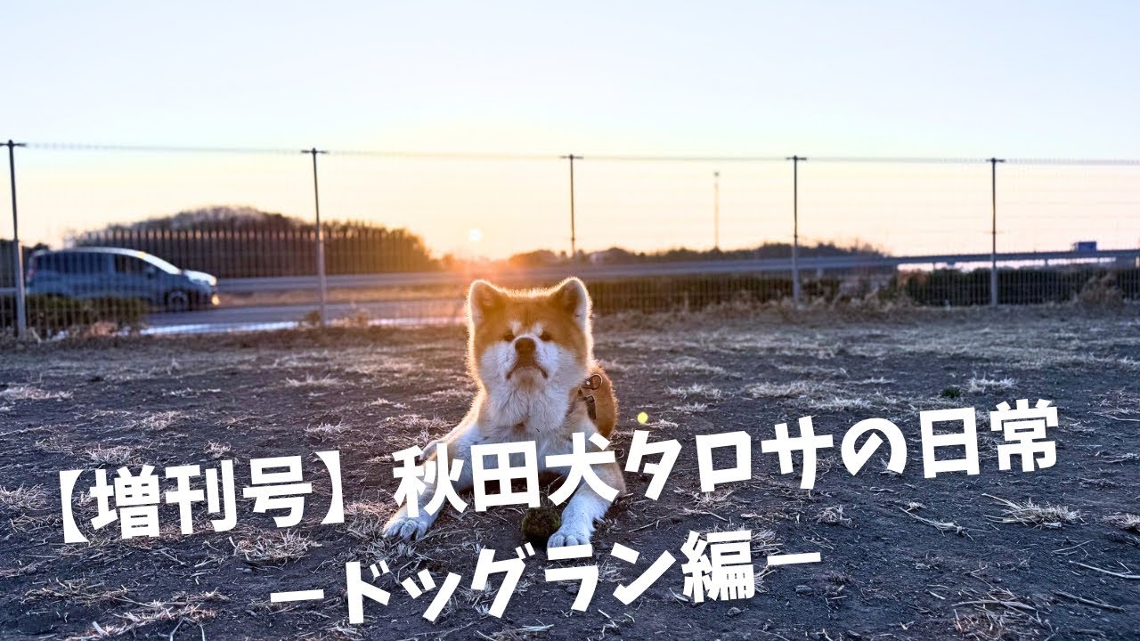 【増刊号】秋田犬タロサの日常−ドッグラン編−