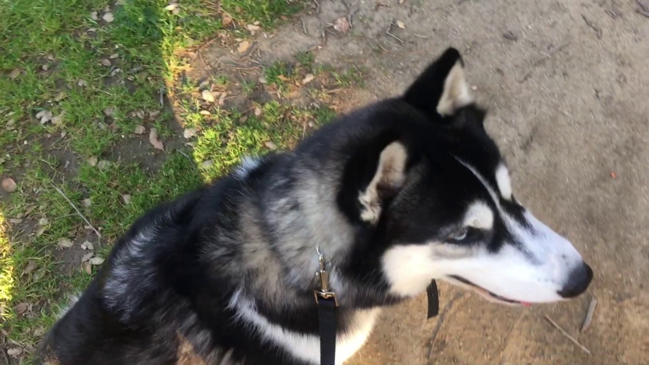 Crittering-For Prey Driven Dogs to help them care less about other animals, ecollar trained husky puppy training potty