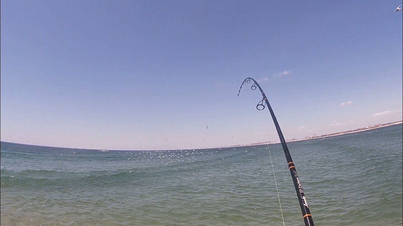 Bluefish Blitz....INSANE Top Water Bite