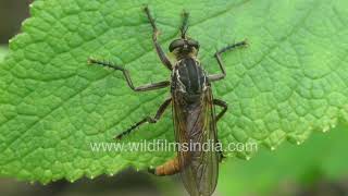Robber Fly perched motionless with a moving abdomen
