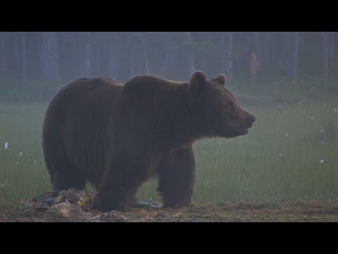 Grizzly Bear Facts