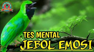Download lagu PANCINGAN CUCAK IJO GACOR BUKA PARUH BIKIN LAWAN CEPAT ON LANGSUNG EMOSI DENGAR SUARA INI