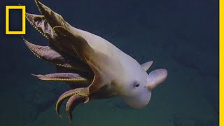 Rare Dumbo Octopus Shows Off for Deepsea Submersible | National Geographic