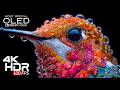 Coolest OLED TEST DEMO in 4K ULTRA HD HDR l Dolby Vision (8K/4K Video TV)