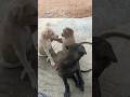 so funny 😂 | my home cutest puppies 😻 | Cute friendship bog and monkey#love#reels#shorts#trending