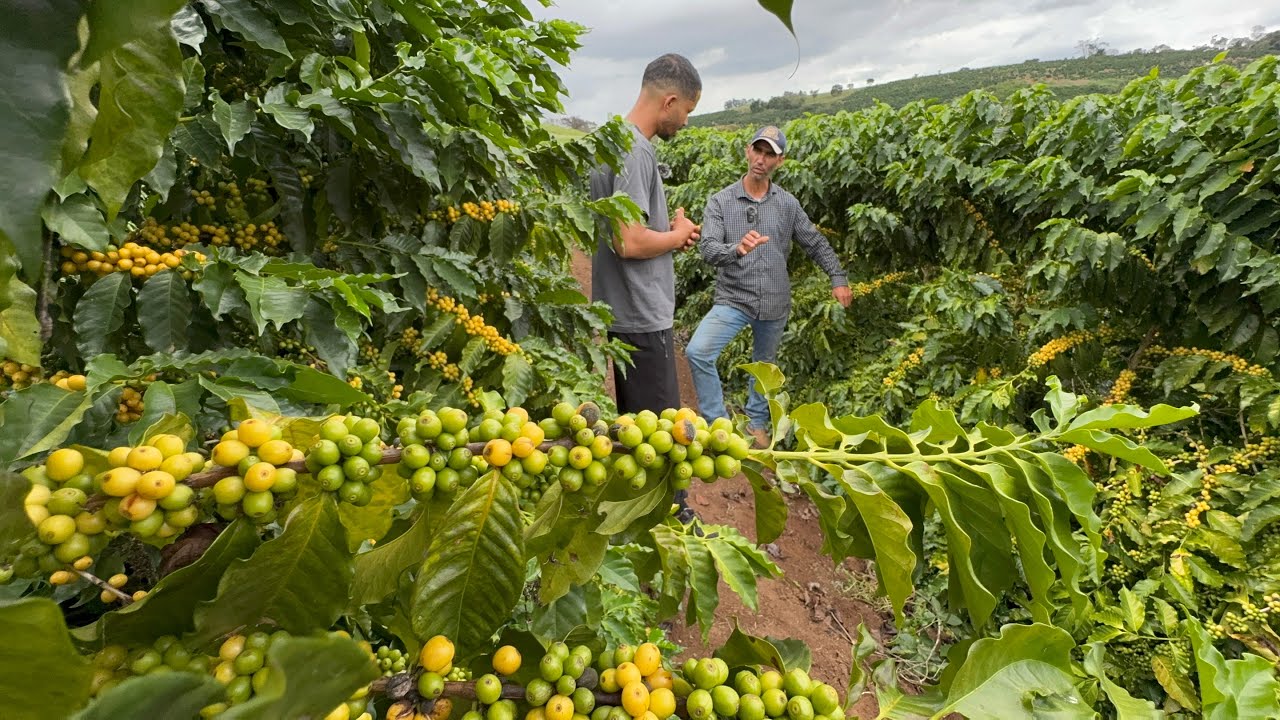 COMO ter MAIOR PRODUTIVIDADE de CAFÉ por HECTARE