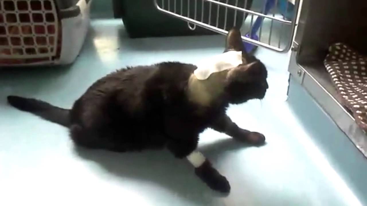 Katze Hirntumor Cortison information online