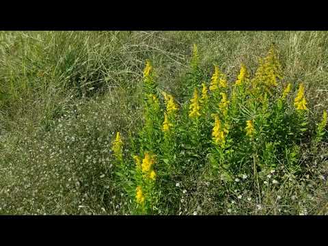 Video: Plantar vara de oro en el jardín - ¿Para qué sirve la vara de oro?