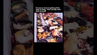He Almost Got Every Dog to Sleep… Then THIS Happened 😂🐶 #fyp Profile