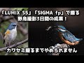 「Panasonic LUMIX S5」「SIGMA fp」で撮る、野鳥撮影3日間の成果！カワセミ撮るまでやめられません 100-400mm F5-F6.3 DG DN OS、TC-2011使用