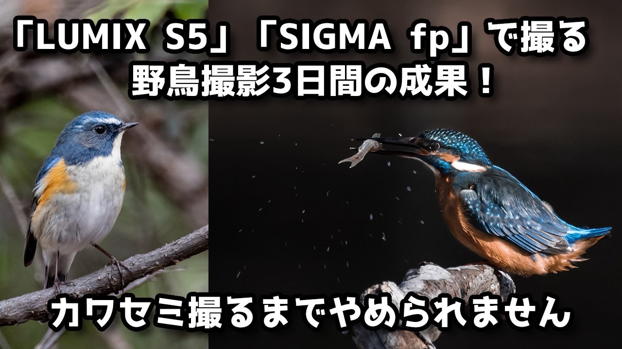 Panasonic LUMIX S5」「SIGMA fp」で撮る、野鳥撮影3日間の成果