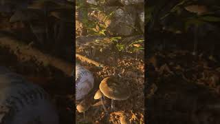 Extrait ANT #quixelmegascans #lumion #animation3d #empireoftheants #ants #nature #bernardwerber