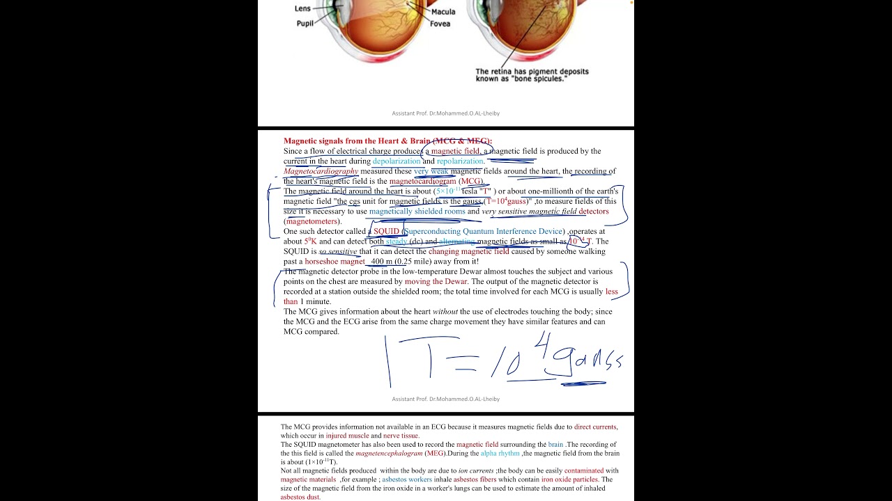 Electricity within the body | part four