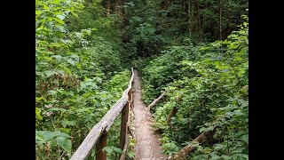 Bogachiel River Trail