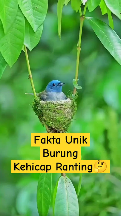 Fakta Unik Tentang Burung Kehicap Ranting #shorts #fakta #faktaunik #faktamenarik #faktadunia