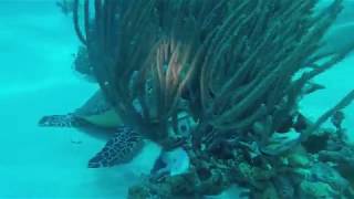 Dive Tobago June 2018