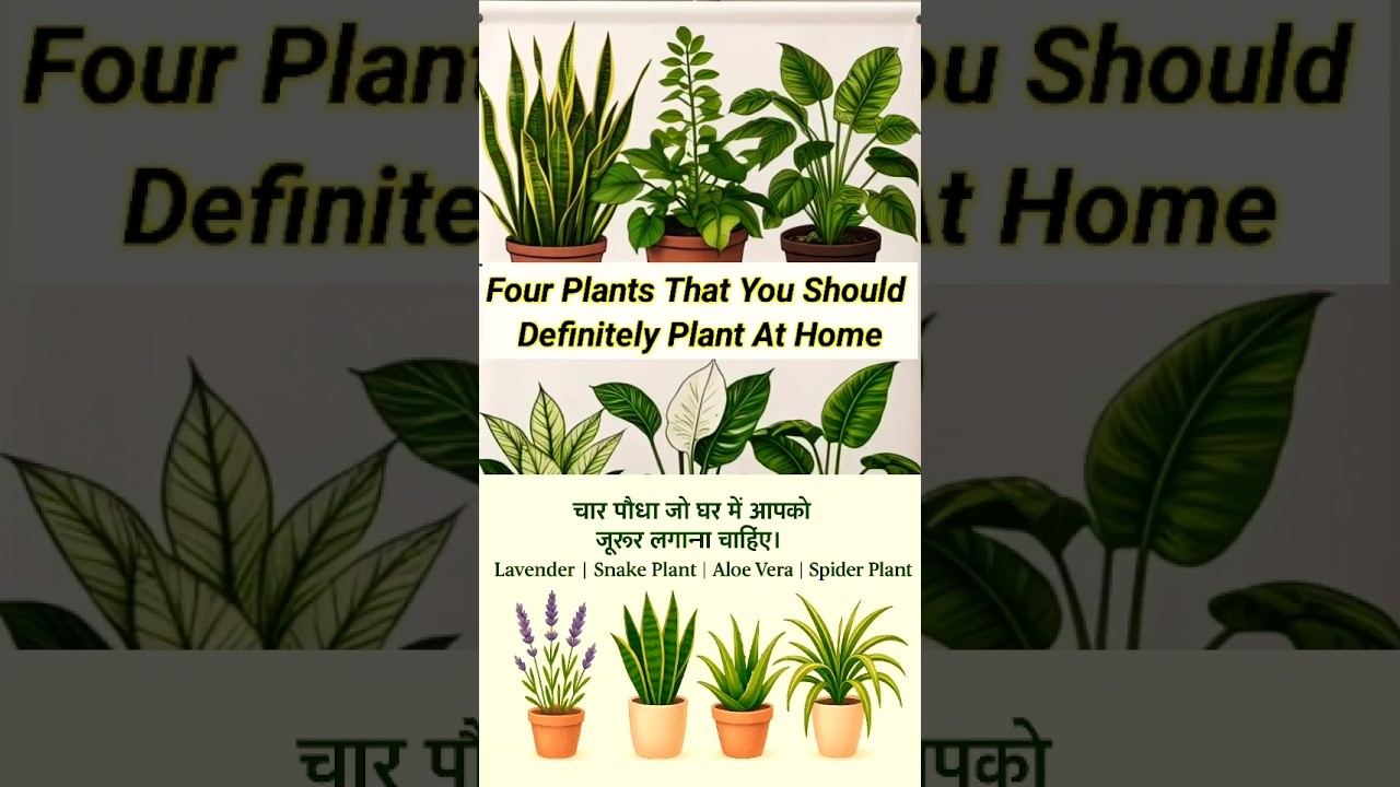 "4 Must-Have Plants for Your Home | Lavender,SnakePlant,Aloe Vera,Spider Plant"