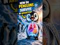 🐧 How Penguins Survive Antarctica | AniFacts