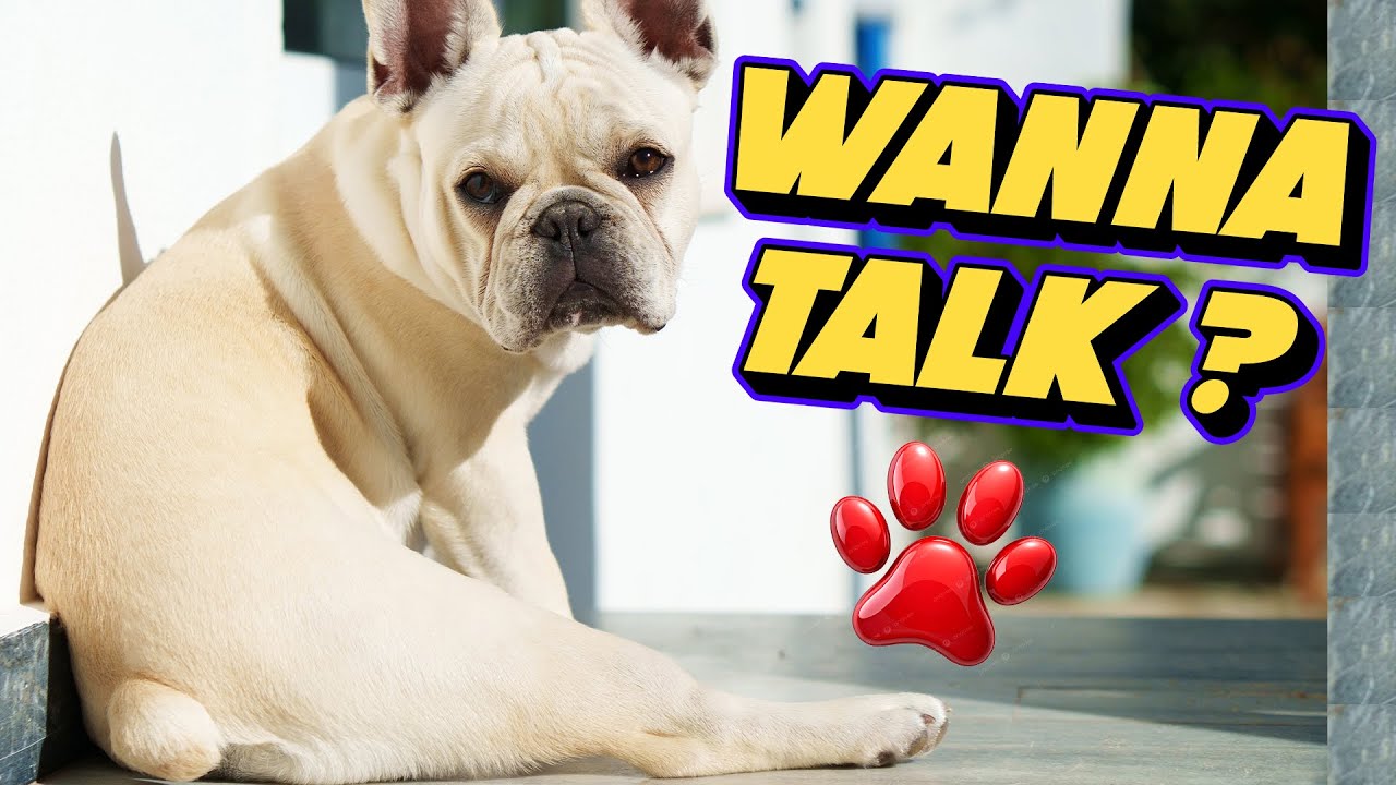 Talkative French Bulldog Demands Your Attention😂