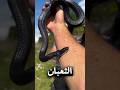 أسرار الثعبان الاسود المجنون