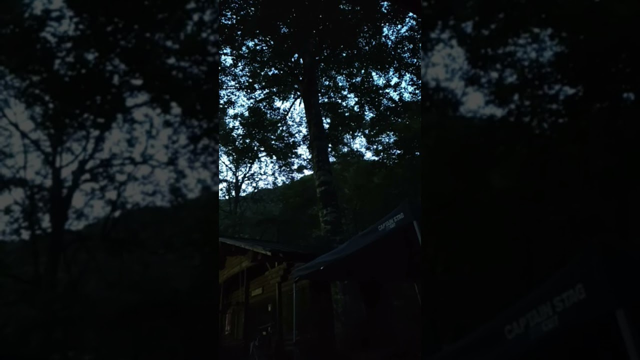 今朝のアカショウビン